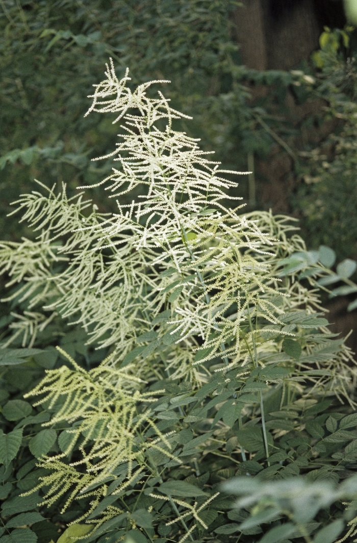 Goat's Beard - Aruncus dioicus from Ladds Gardencener
