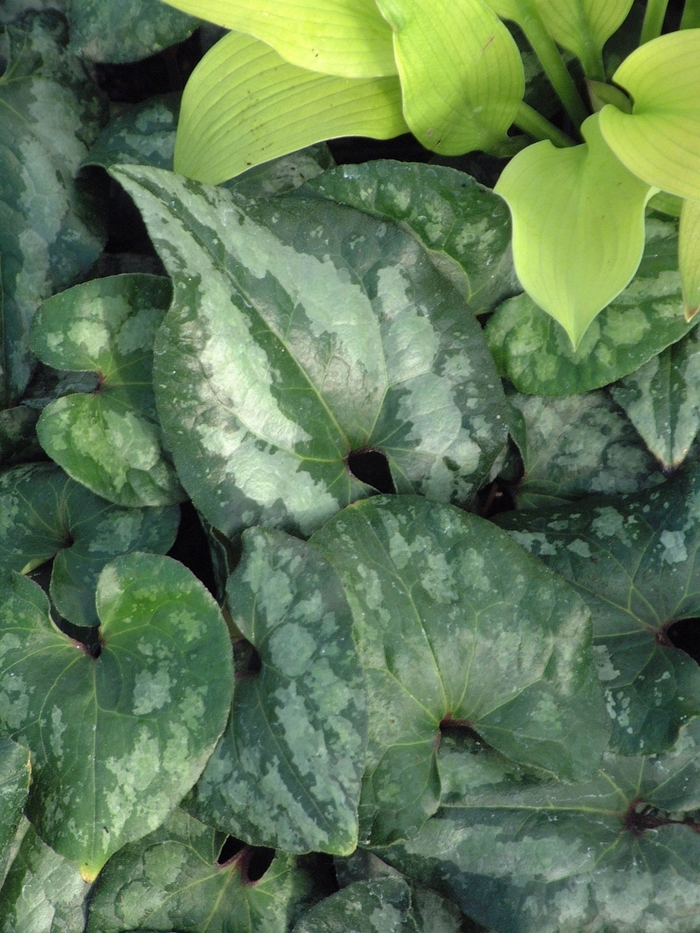 Showy Ginger - Asarum splendens from Ladds Gardencener