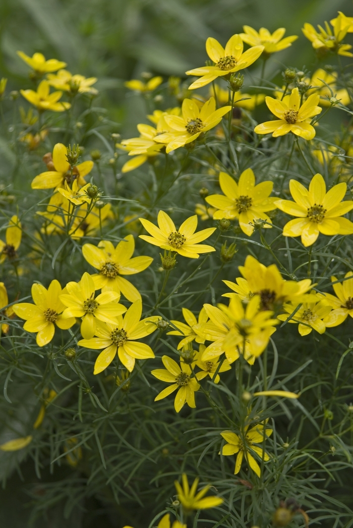 'Zagreb' Tickseed - Coreopsis verticillata from Ladds Gardencener
