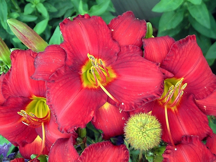 'Chicago Apache' Daylily - Hemerocallis from Ladds Gardencener