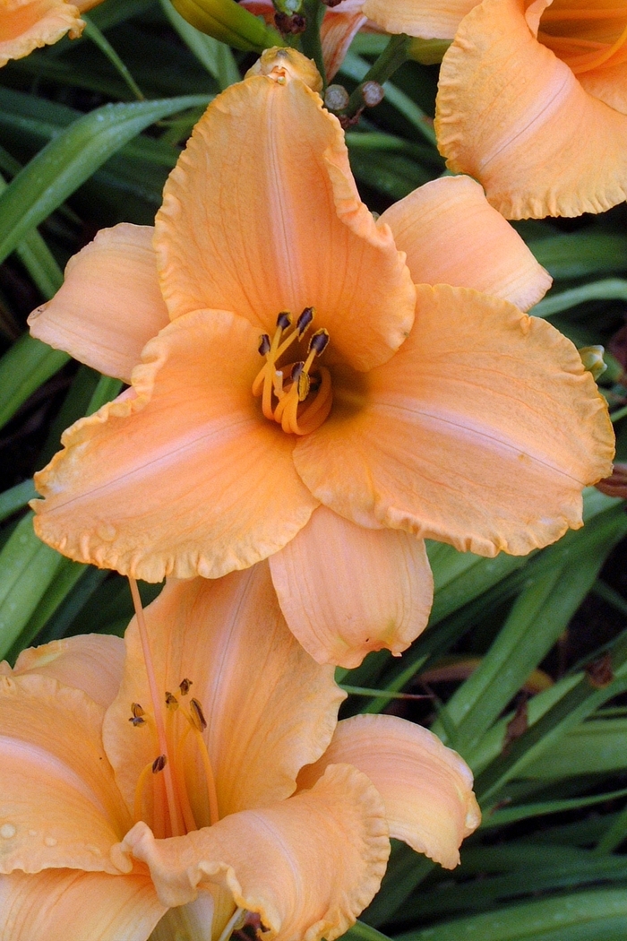 'Ruffled Apricot' Daylily - Hemerocallis from Ladds Gardencener