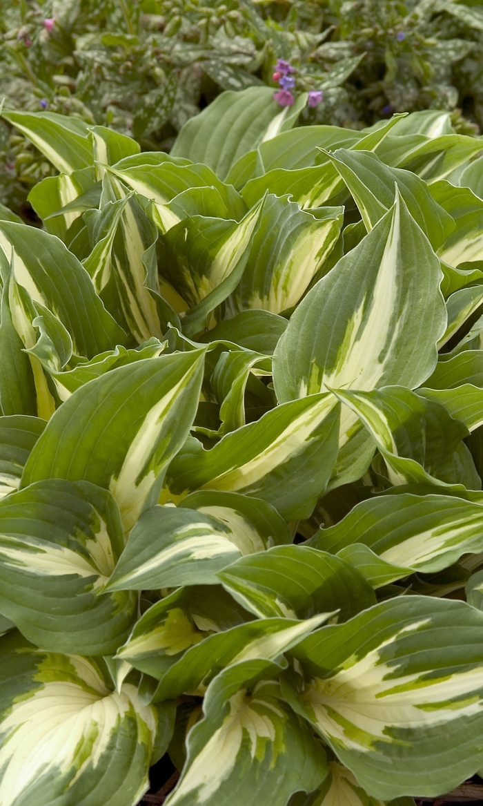 'Night Before Christmas' Hosta, Plantain Lily - Hosta from Ladds Gardencener