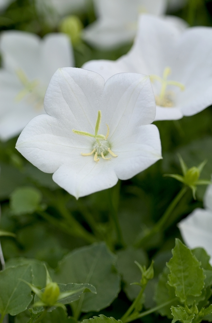 'White Clips' Carpathian Bellflower - Campanula carpatica from Ladds Gardencener