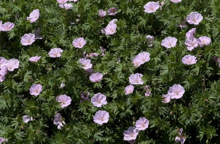 Bloody Cranesbill - Geranium sanguineum var. striatum from Ladds Gardencener