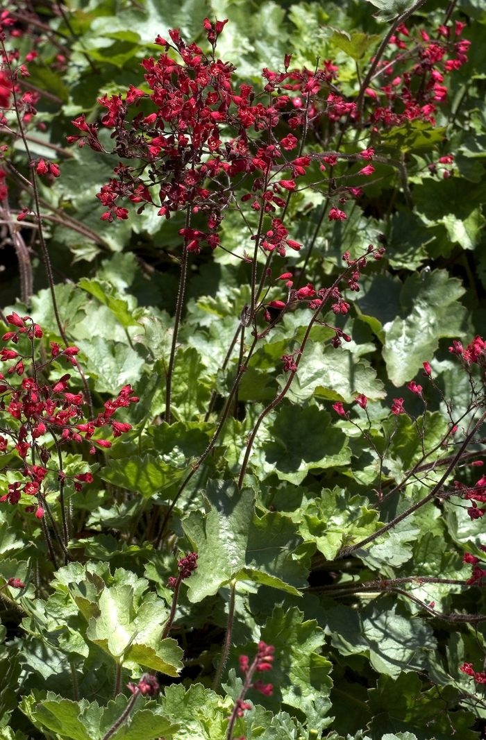 'Ruby Bells' Coral Bells - Heuchera from Ladds Gardencener
