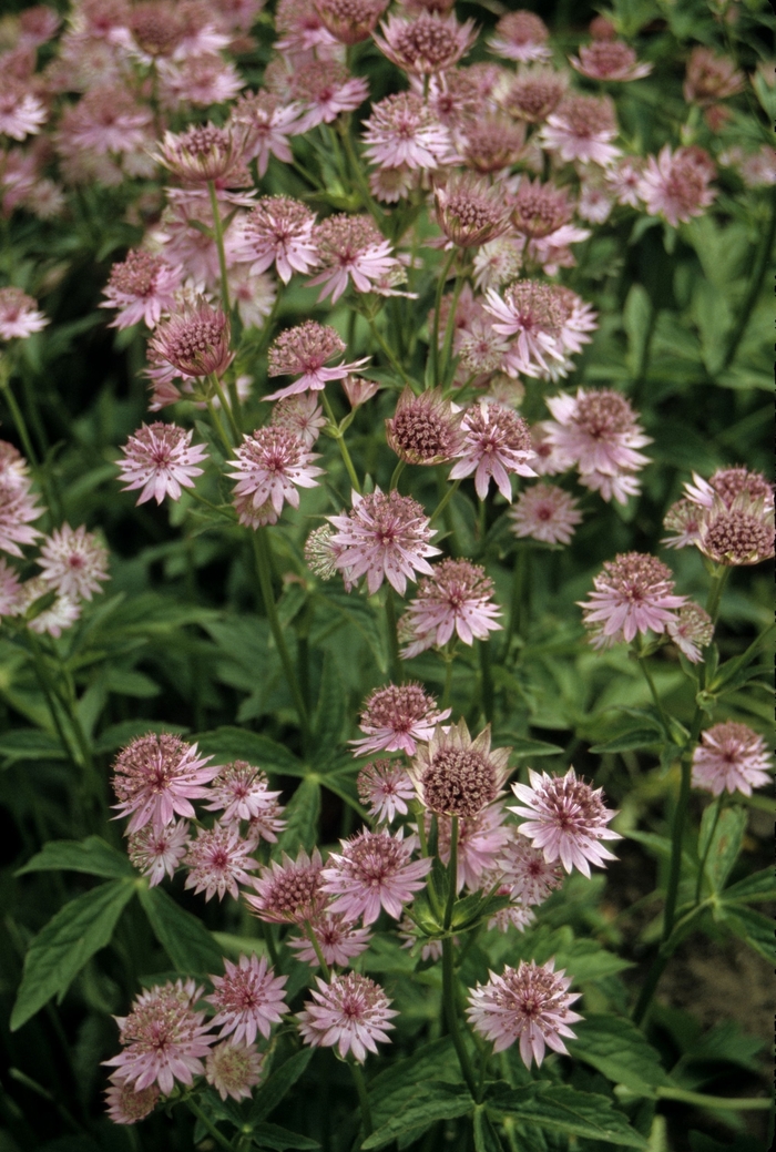 'Roma' Masterwort - Astrantia major from Ladds Gardencener