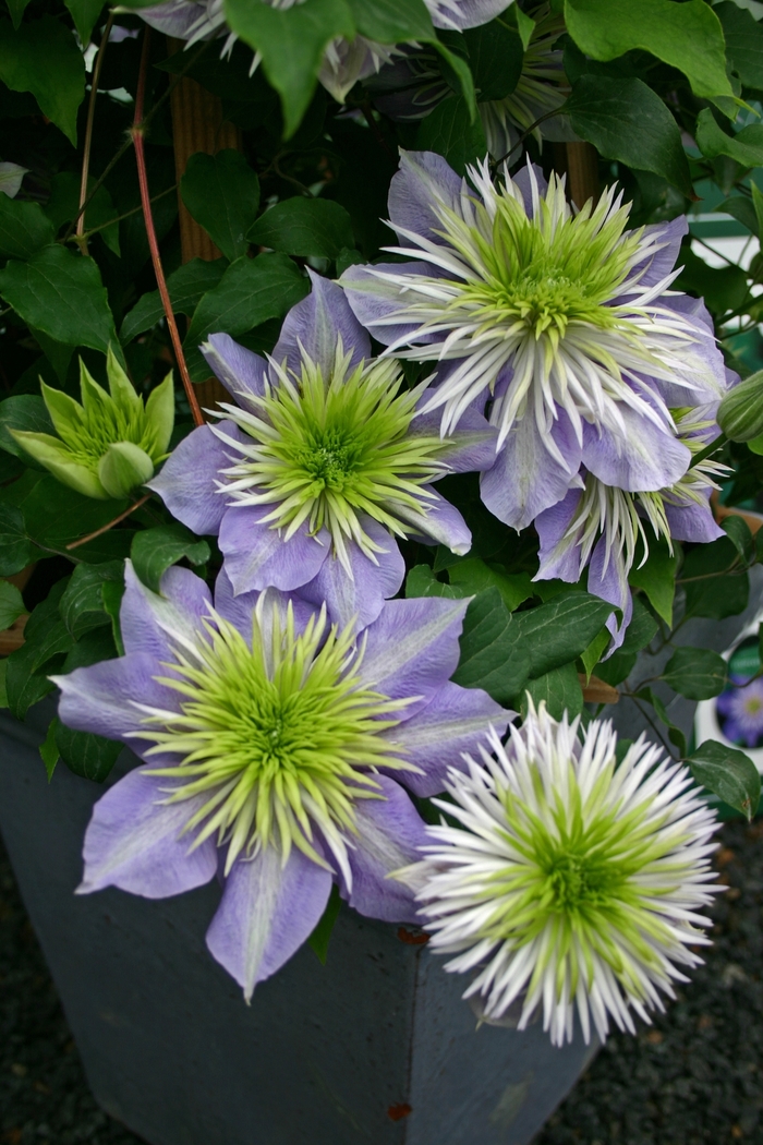 'Crystal Fountain' - Clematis from Ladds Gardencener