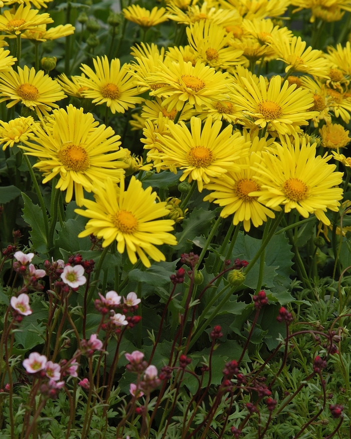 'Little Leo' Leopard's Bane - Doronicum from Ladds Gardencener