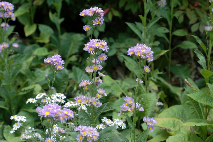 'Jin-Dai' Tatarian Aster - Aster tataricus from Ladds Gardencener