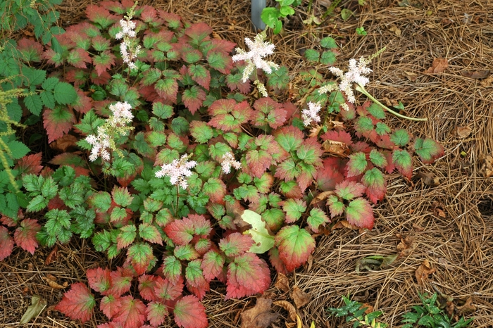 'Color Flash®' Astilble - Astilbe x arendsii from Ladds Gardencener