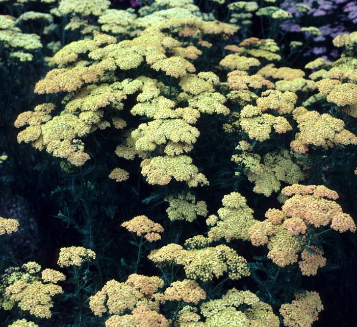 'Forncett Fletton' Yarrow - Achillea from Ladds Gardencener