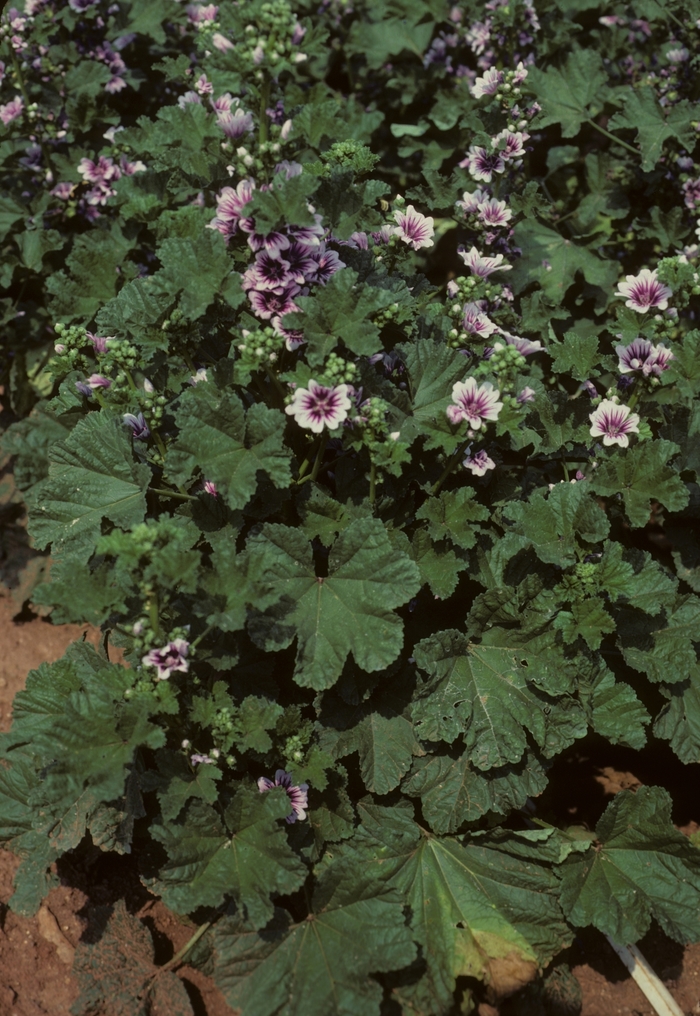 Hollyhock - Alcea zebrina from Ladds Gardencener