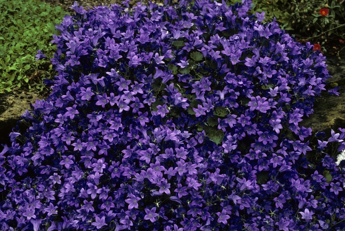'Birch Hybrid' Bellflower - Campanula from Ladds Gardencener