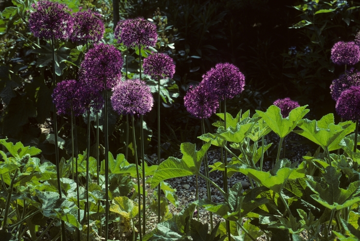 'Purple Sensation' Persian onion - Allium aflatunense from Ladds Gardencener
