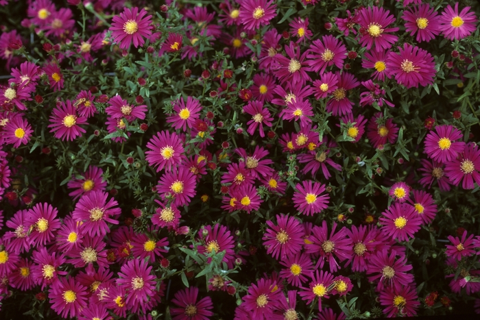''Winston Churchill'' New York Aster - Aster novi-belgii from Ladds Gardencener