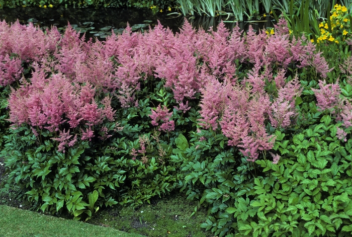'Rheinland' - Astilbe japonica from Ladds Gardencener