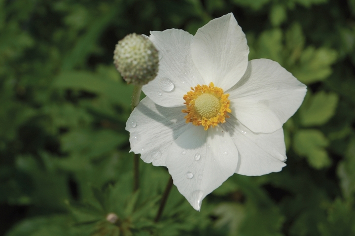Snowdrop Windflower - Anemone sylvestris from Ladds Gardencener