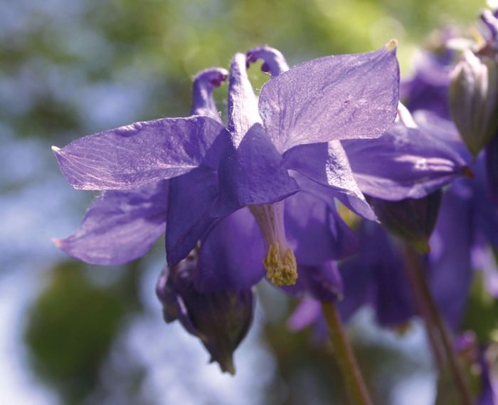 Columbine - Aquilegia alpina from Ladds Gardencener