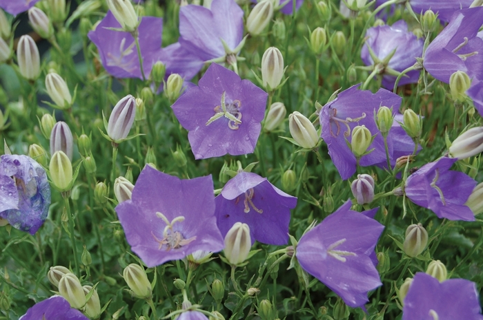 'Blue Clips' Carpathian Bellflower - Campanula carpatica from Ladds Gardencener