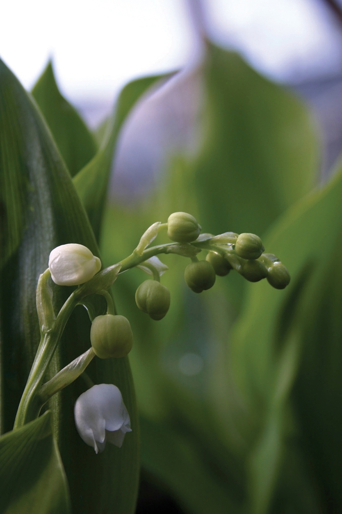 Lily of the Valley - Convallaria majalis from Ladds Gardencener