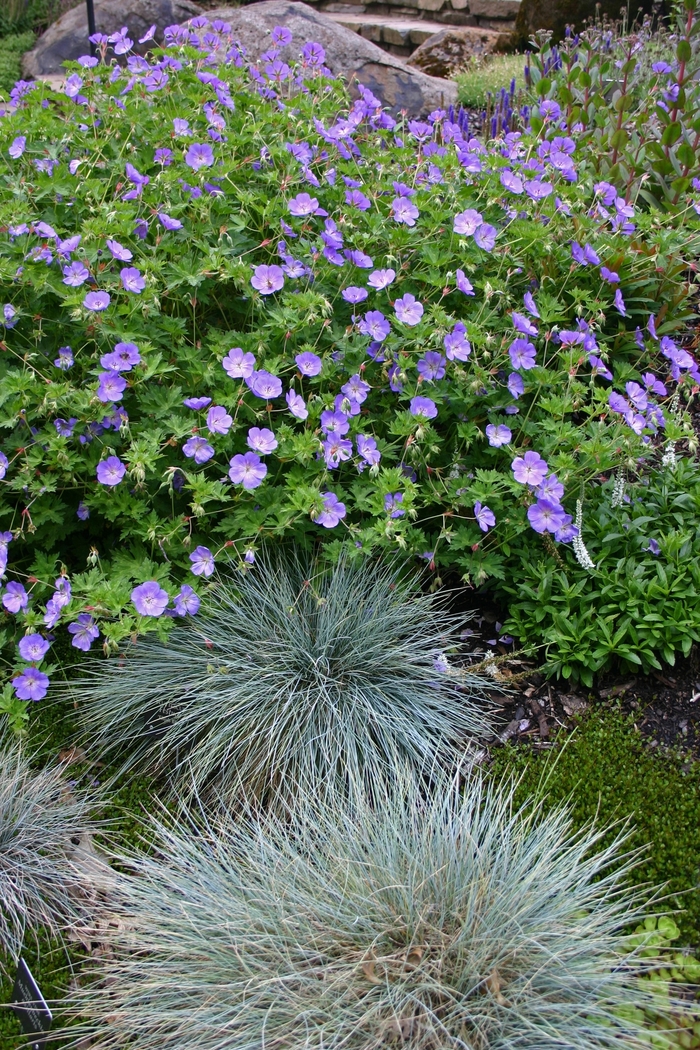 'Rozanne' Cranesbill - Geranium from Ladds Gardencener