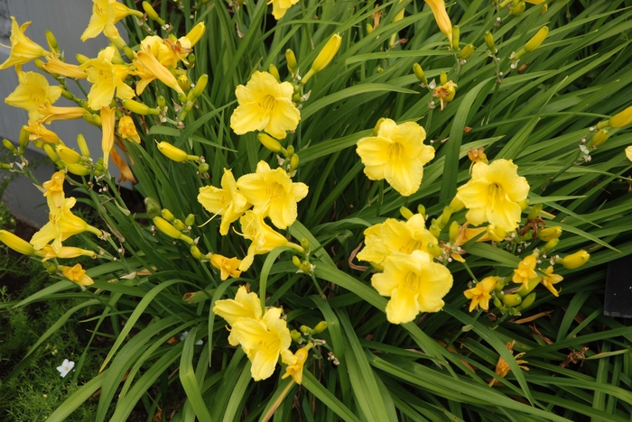 'Happy Returns' Daylily - Hemerocallis from Ladds Gardencener