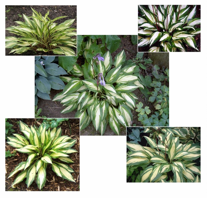 'Cherry Berry' Hosta, Plantain Lily - Hosta from Ladds Gardencener