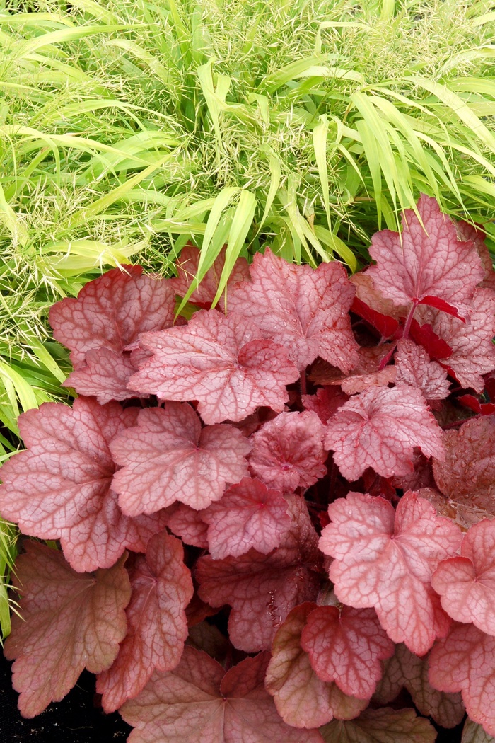 ''Georgia Peach'' Coral Bells - Heuchera from Ladds Gardencener