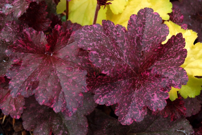 ''Midnight Rose'' Coral Bells - Heuchera from Ladds Gardencener