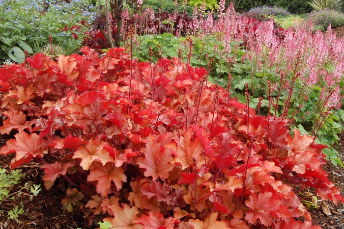 ''Peach Flambe'' Coral Bells - Heuchera from Ladds Gardencener