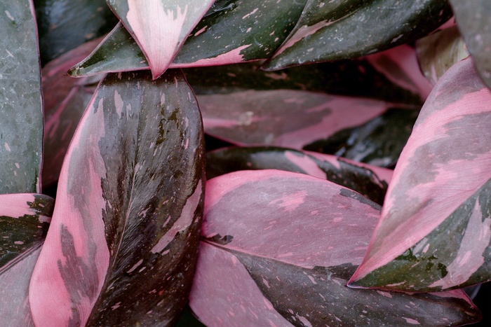 ''Pink Princess'' - Philodendron erubescens from Ladds Gardencener