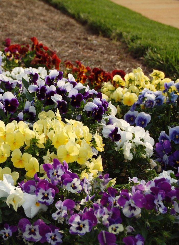 'Multiple Varieties' Pansy - Viola from Ladds Gardencener
