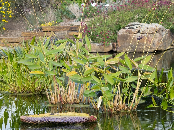 Water Canna - Thalia dealbata from Ladds Gardencener