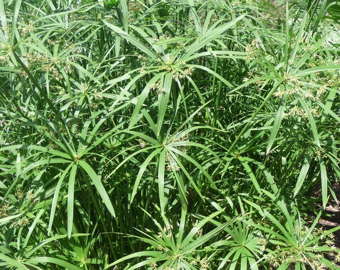 Umbrella Plant - Cyperus alternifolis from Ladds Gardencener
