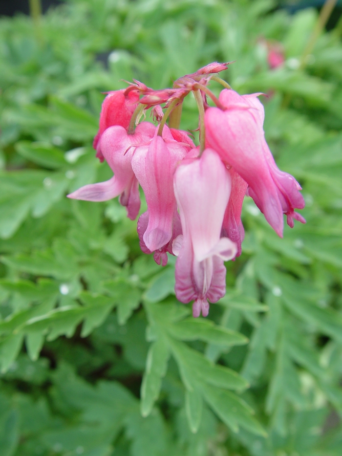 Wild Bleeding Heart - Dicentra eximia from Ladds Gardencener