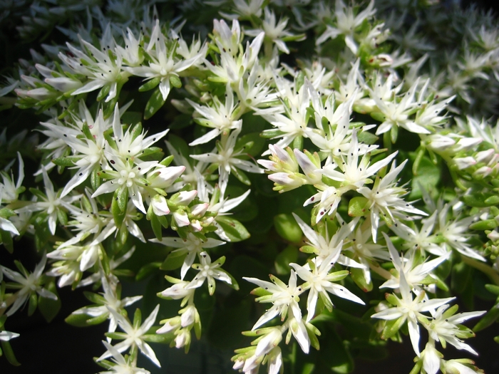 'Larinem Park' Stonecrop - Sedum ternatum from Ladds Gardencener