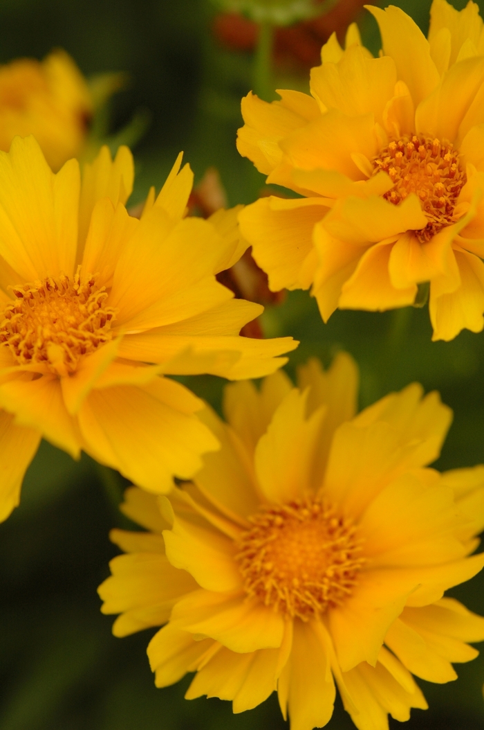 'Presto' Tickseed - Coreopsis grandiflora from Ladds Gardencener