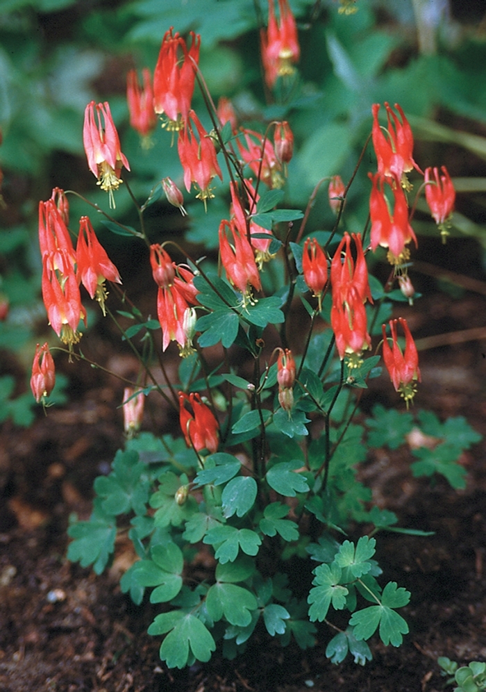 ''Little Lanterns'' Columbine - Aquilegia canadensis from Ladds Gardencener