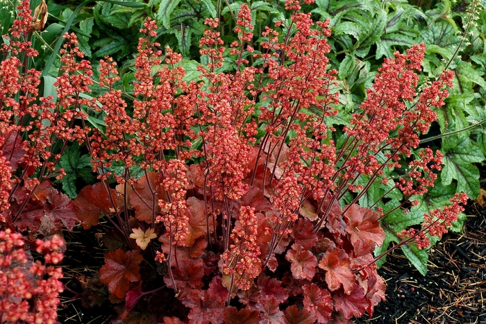 Soda™ ''Cherry Cola'' - Heuchera (Coral Bells) from Ladds Gardencener