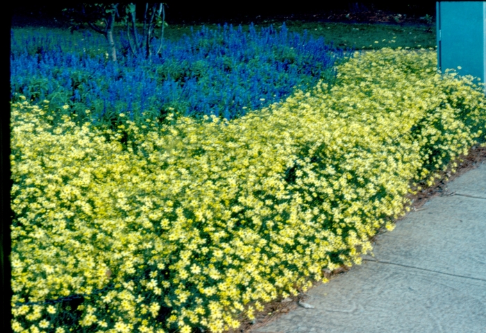 'Moonbeam' Tickseed - Coreopsis verticillata from Ladds Gardencener