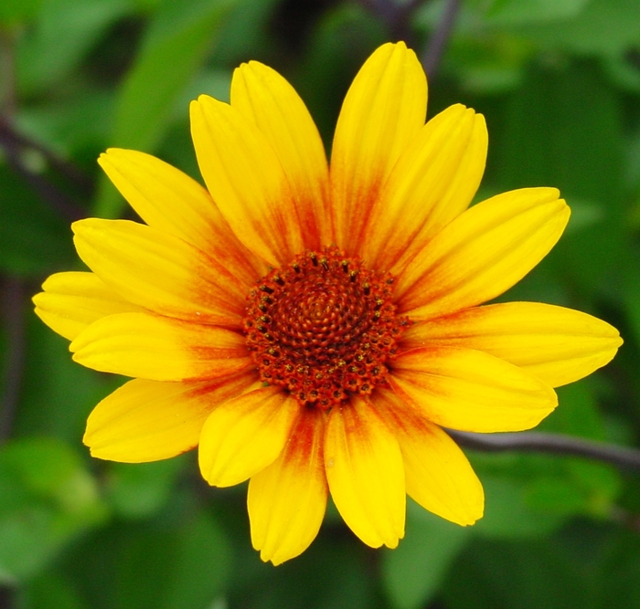 ''Summer Nights'' Oxeye Daisy - Heliopsis helianthoides var. scabra from Ladds Gardencener