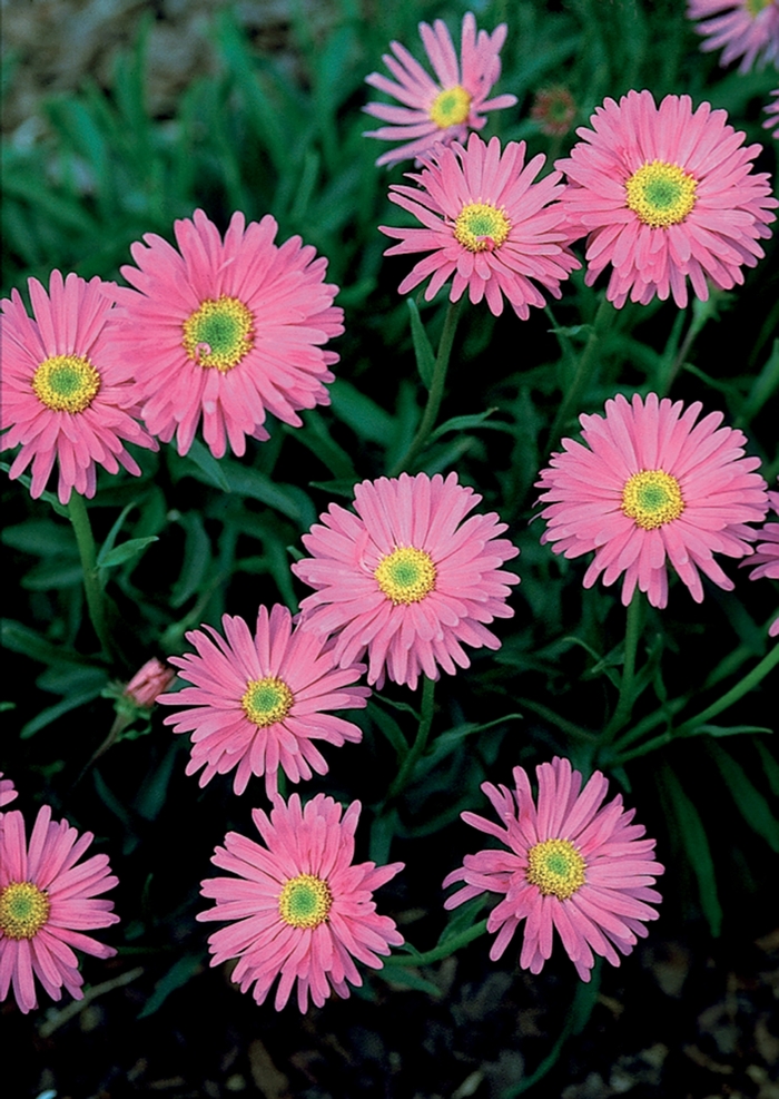 ''Pinkie'' Alpine Aster - Aster alpinus from Ladds Gardencener