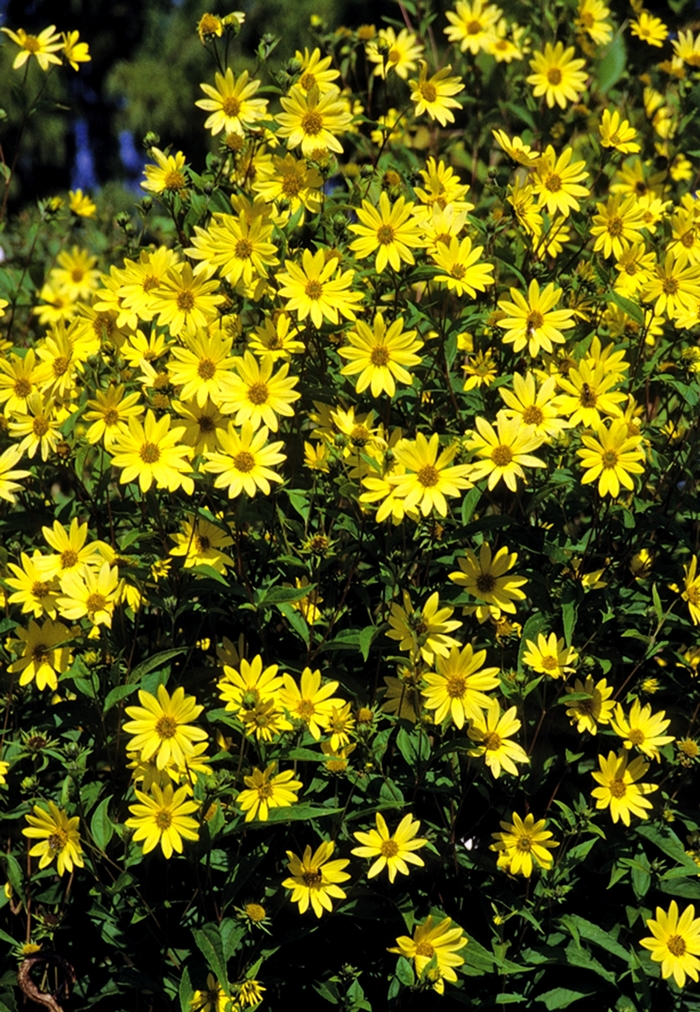 ''Lemon Queen'' Perennial Sunflower - Helianthus from Ladds Gardencener