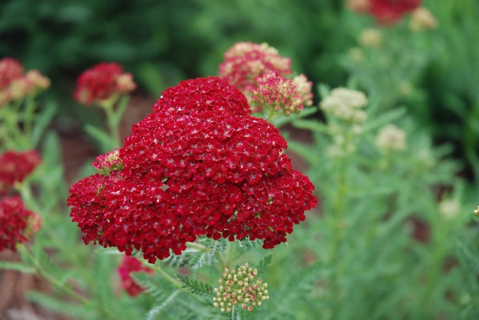 Tutti Frutti™ 'Pomegranate' - Achillea millefolium (Yarrow) from Ladds Gardencener