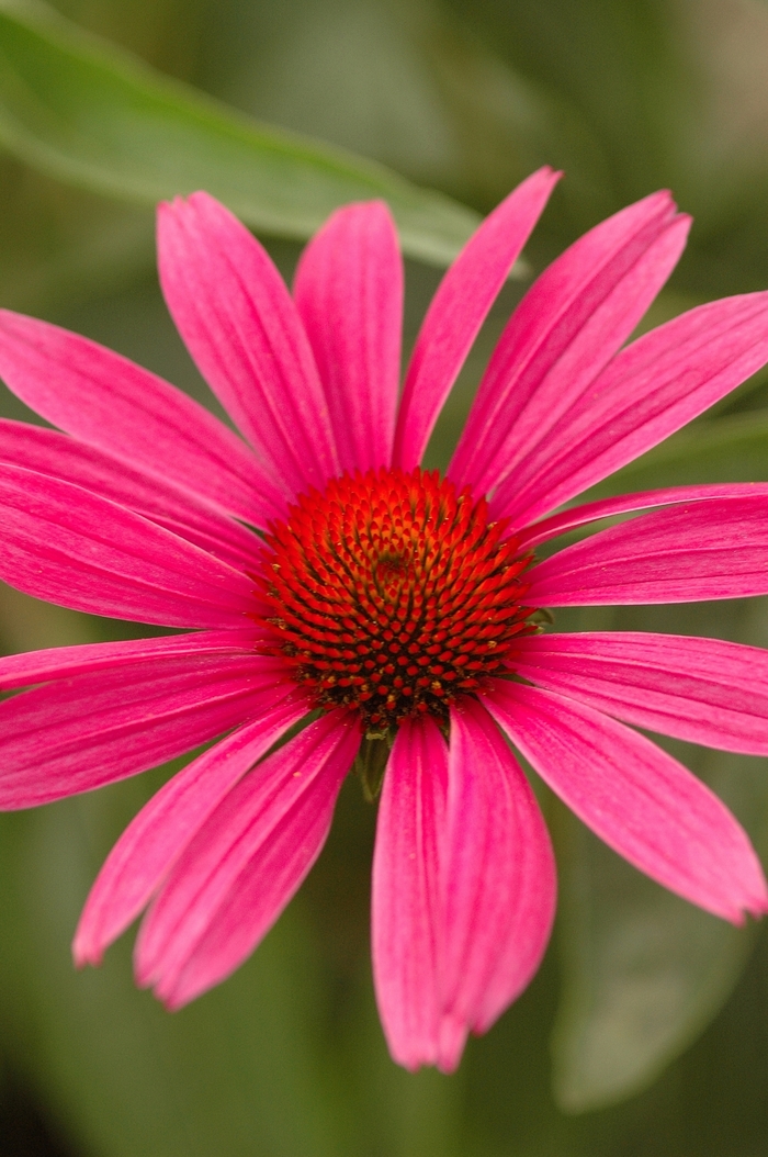 ''Ruby Star (Rubinstern)'' Purple Coneflower - Echinacea purpurea from Ladds Gardencener
