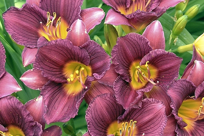 'Purple de Oro' Daylily - Hemerocallis from Ladds Gardencener