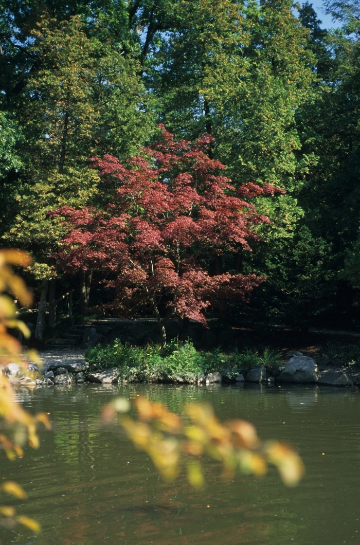 Maple - Acer from Ladds Gardencener