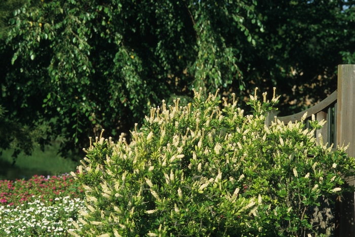 Summersweet - Clethra alnifolia from Ladds Gardencener