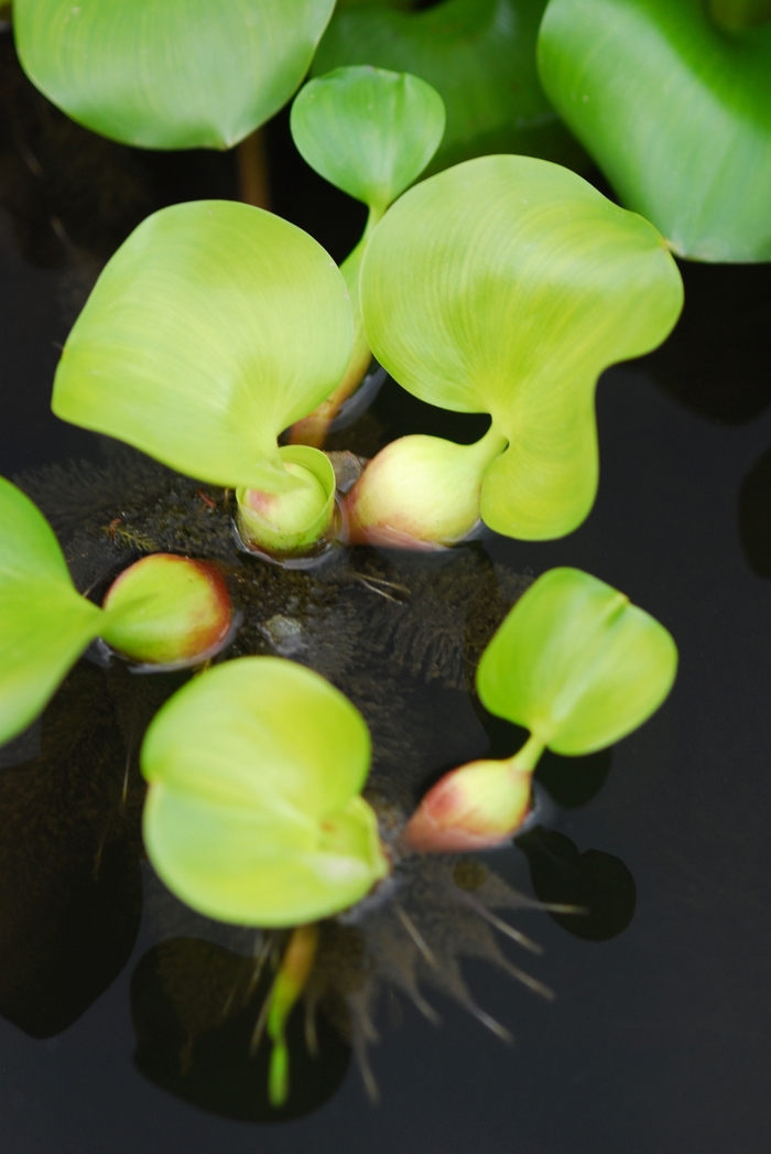 Water Hyacinth - Eichhornia crassipes from Ladds Gardencener