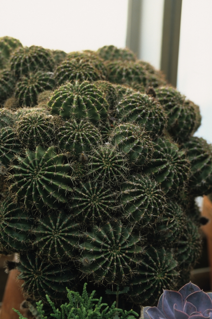 Easter Lily Cactus - Euchinopsis oxygona from Ladds Gardencener